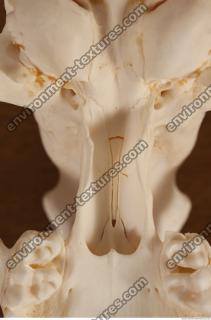 photo reference of skull 0032